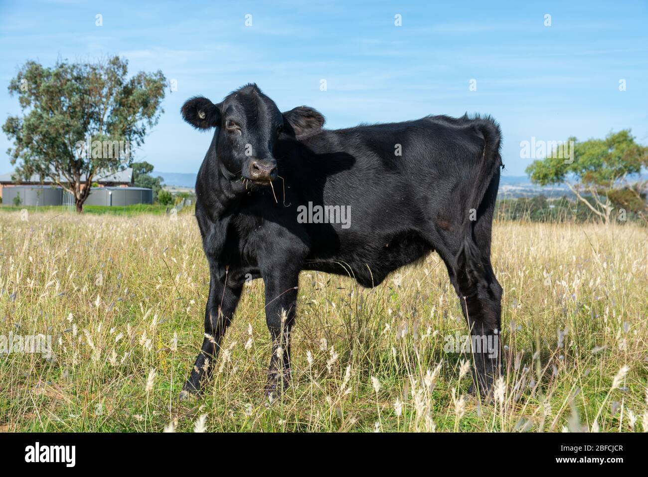 Un giovane toro di Angus nel pascolo. Foto Stock