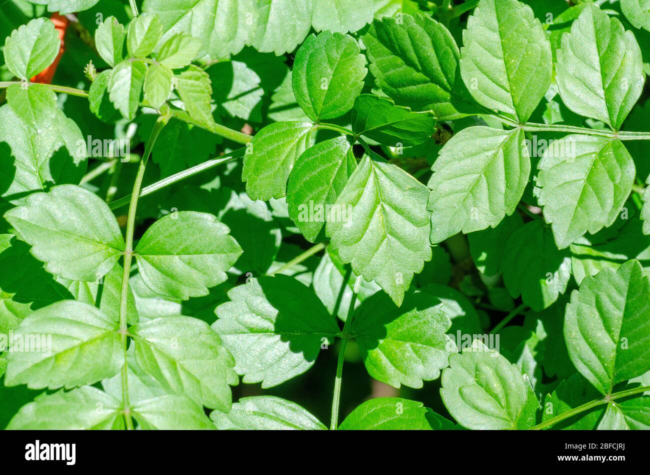 Foglie di Capo Honeysuckle, Tecoma capensis. Foto Stock