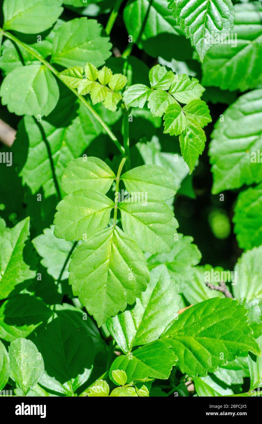 Foglie di Capo Honeysuckle, Tecoma capensis. Foto Stock