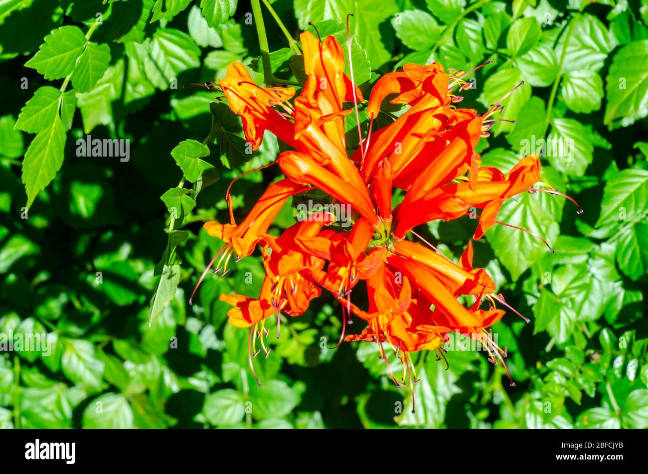 Capo Honeysuckle, Tecoma capensis. Foto Stock