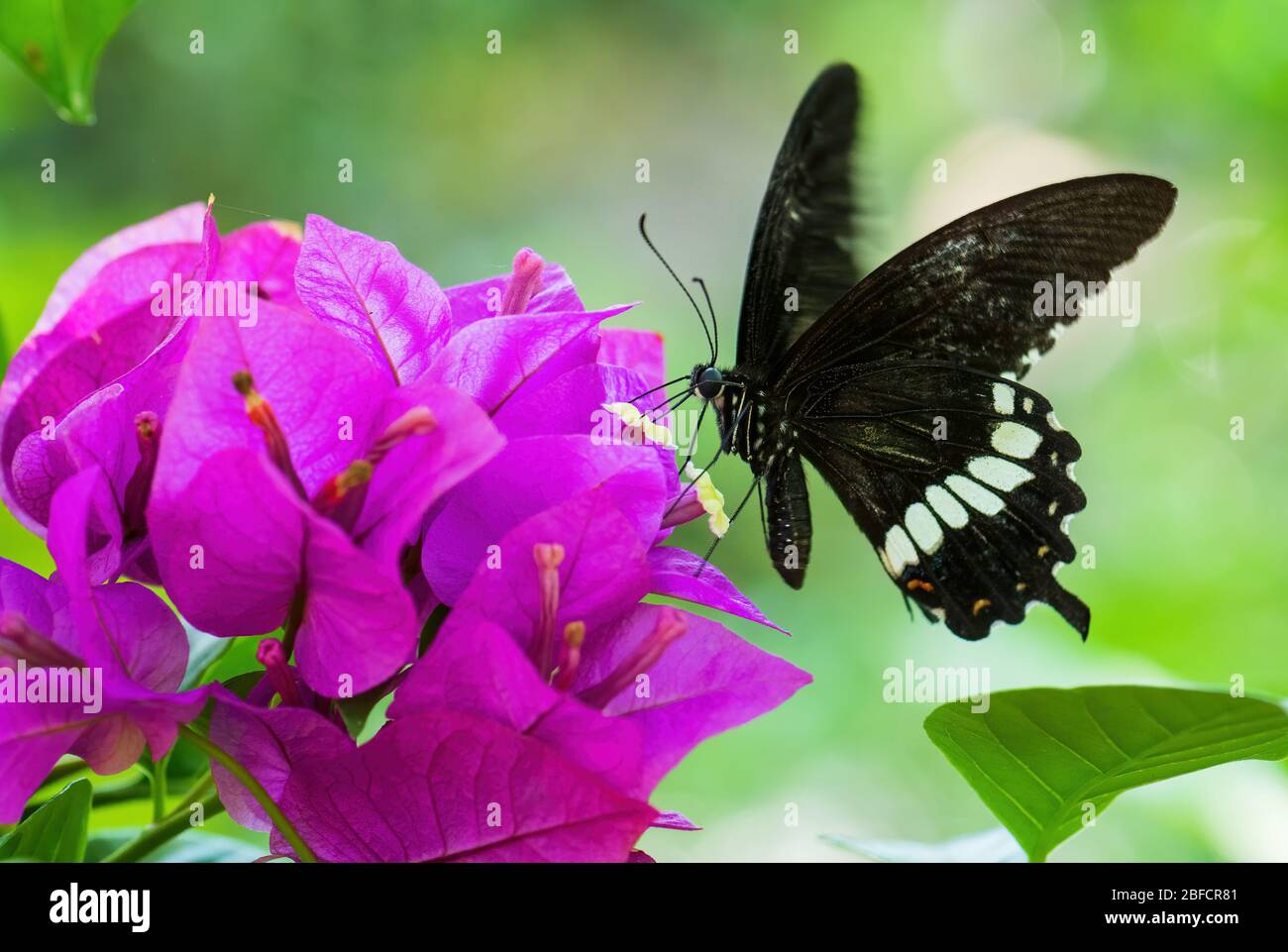 Mormon comune - Papilio politi, bella grande farfalla nera da prati e boschi del sud-est asiatico, Malesia. Foto Stock