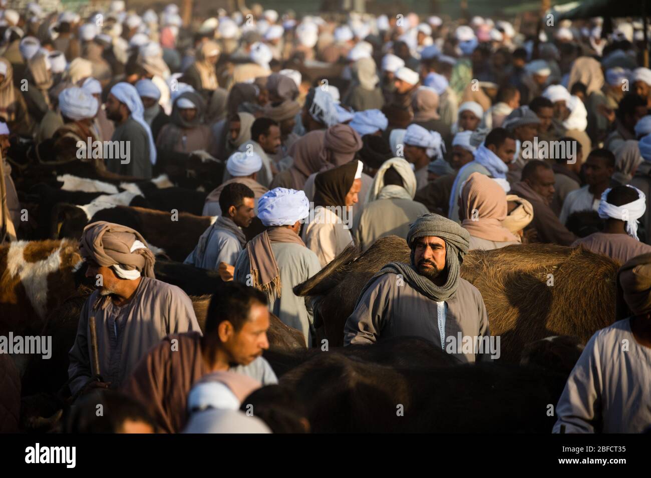 Una famosa tenda da caffè al mercato degli animali di Daraw vicino ad Aswan, Egitto. Foto Stock