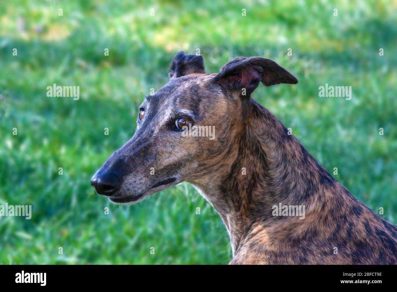 Ritratto di Galgo Greyhound su sfondo sfocato Foto Stock