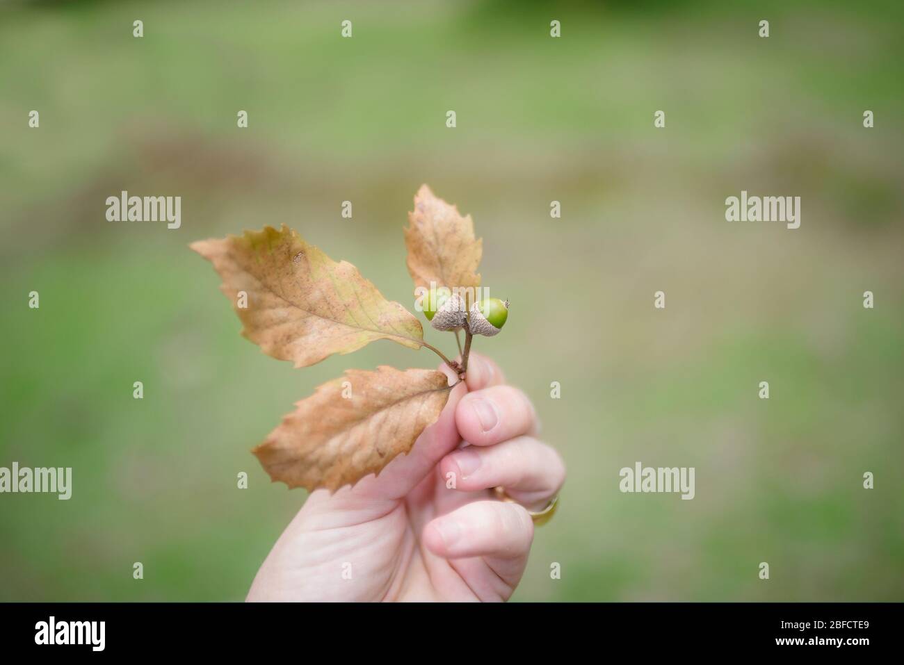 Mano sta tenendo e mostrando un ramo di quercia con acorni. Foto Stock