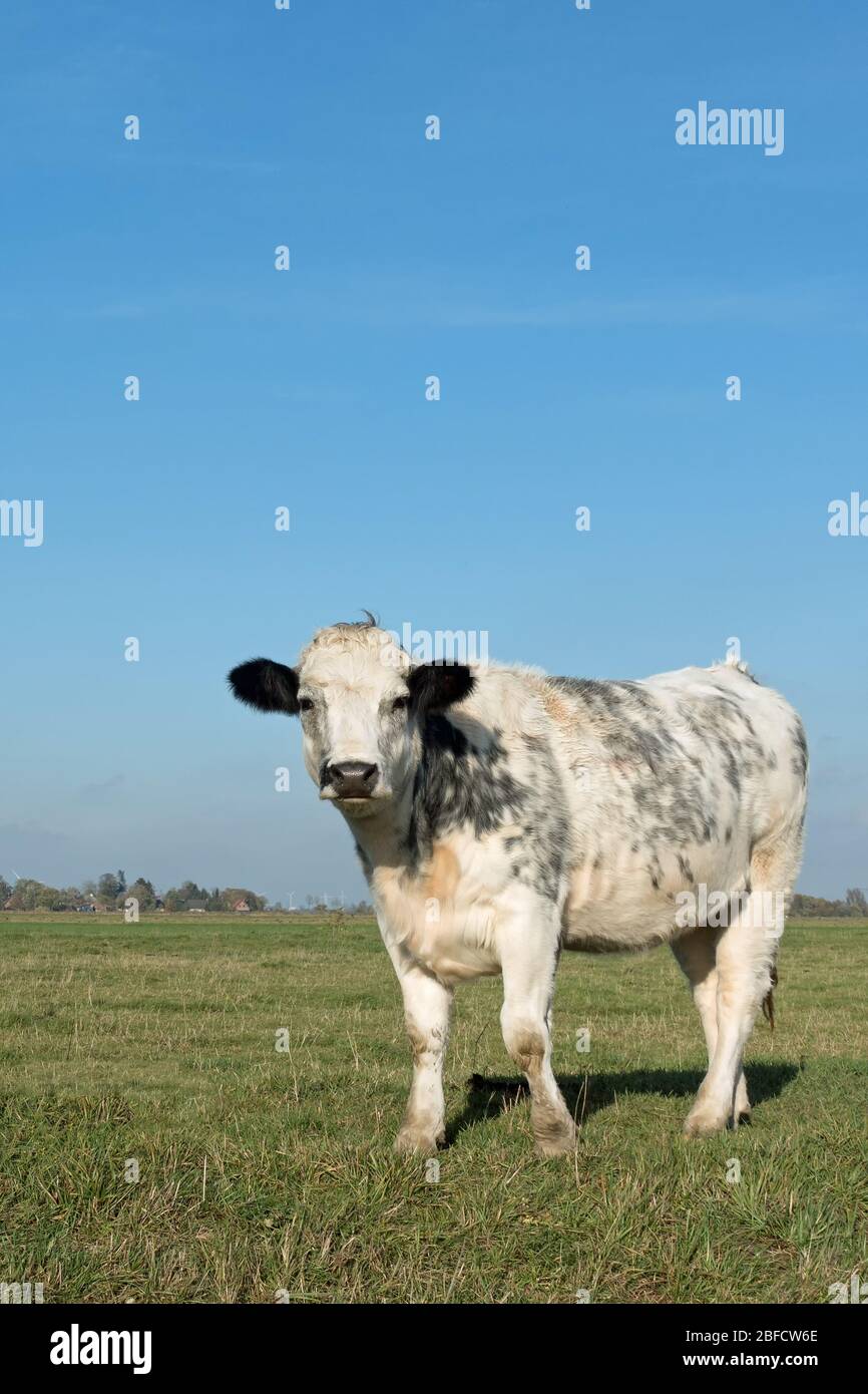 Bestiame su un pascolo in estate in Germania del Nord, Europa Foto Stock