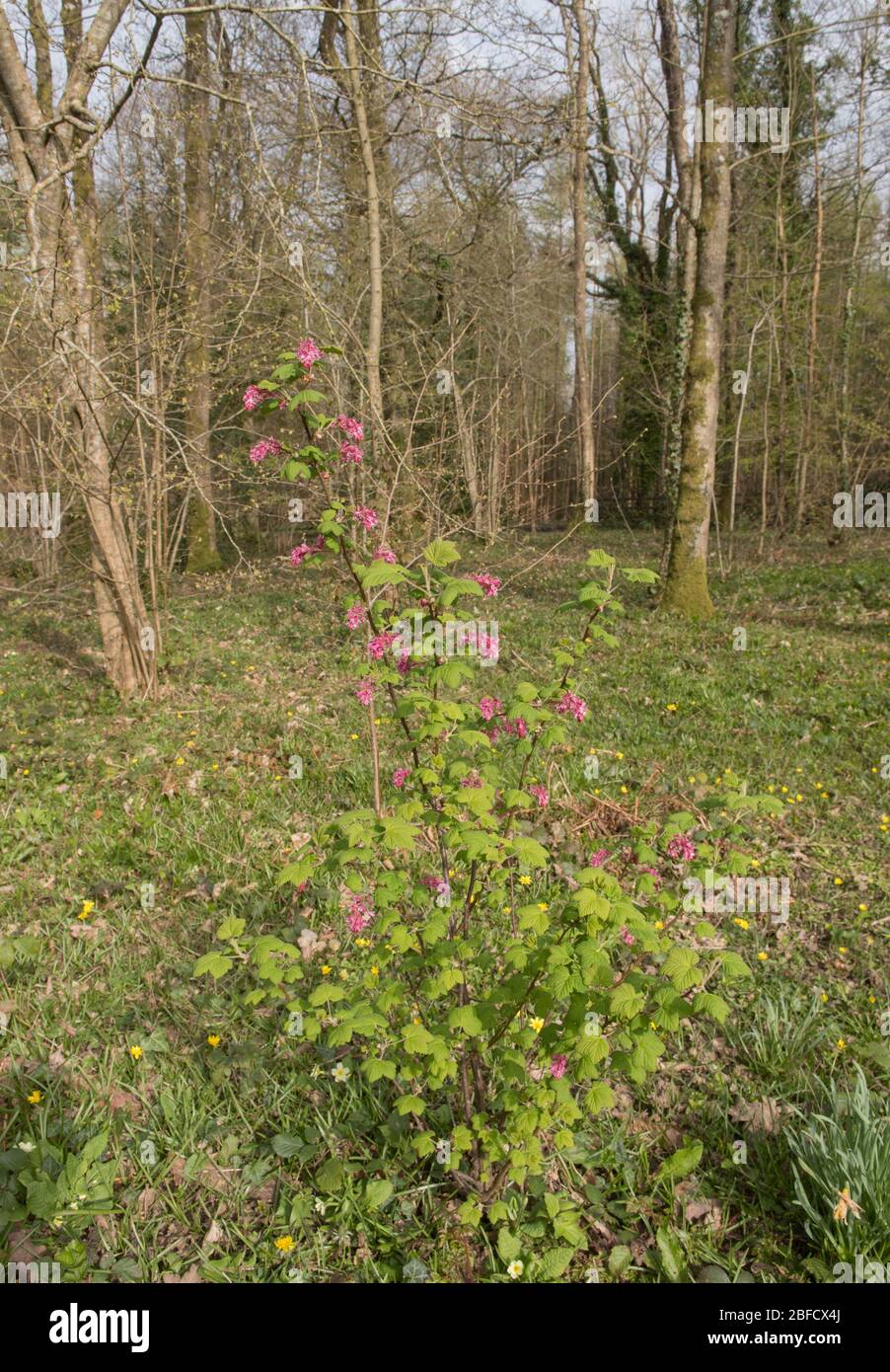 Fiori di primavera rosa su un arbusto di curry fiorito deciduo (Ribes sanguineum 'Lombartsii') in un Giardino di Bosco in Devon Rurale, Inghilterra, Regno Unito Foto Stock