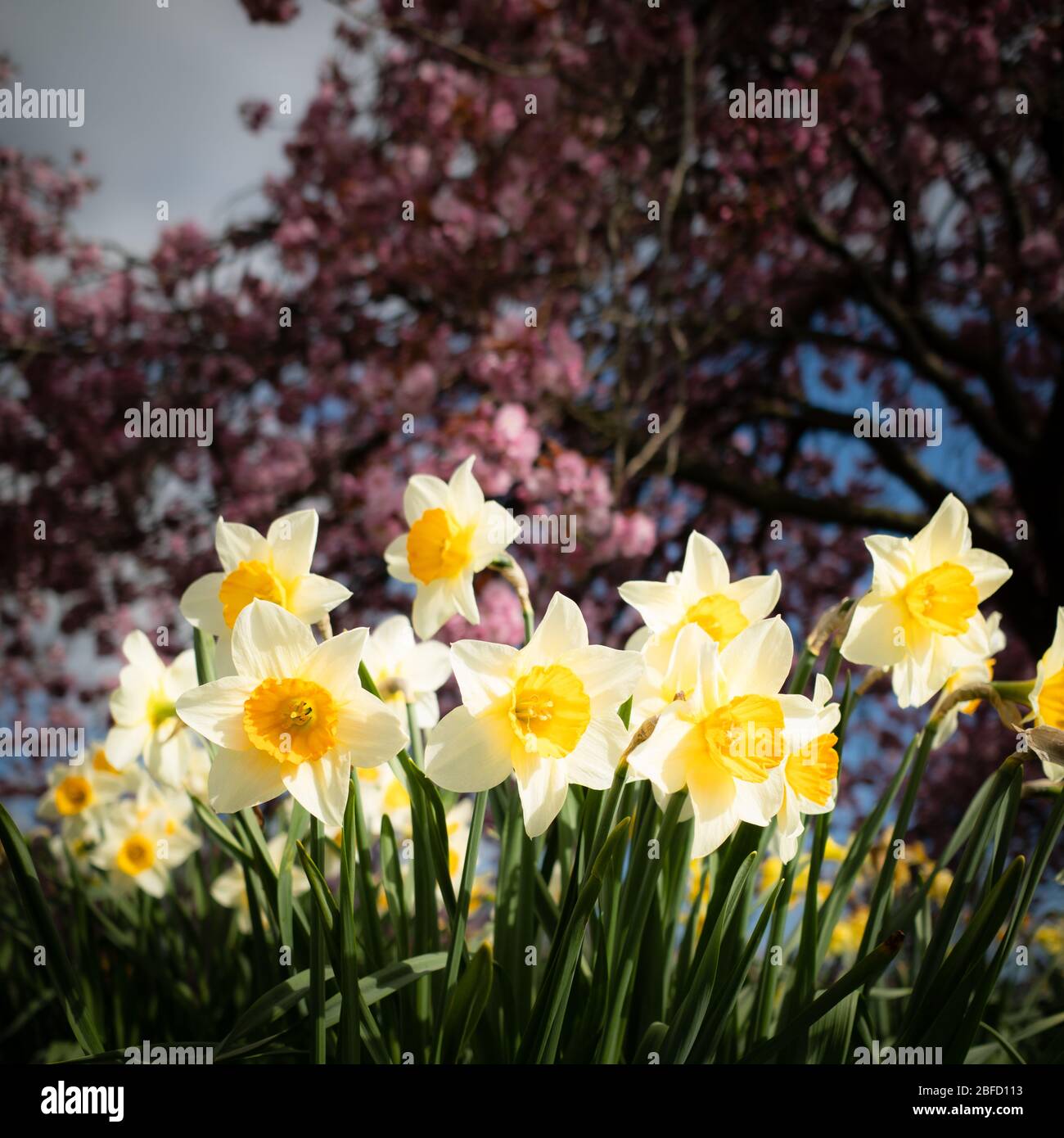 Narcisi con alberi di ciliegio Foto Stock