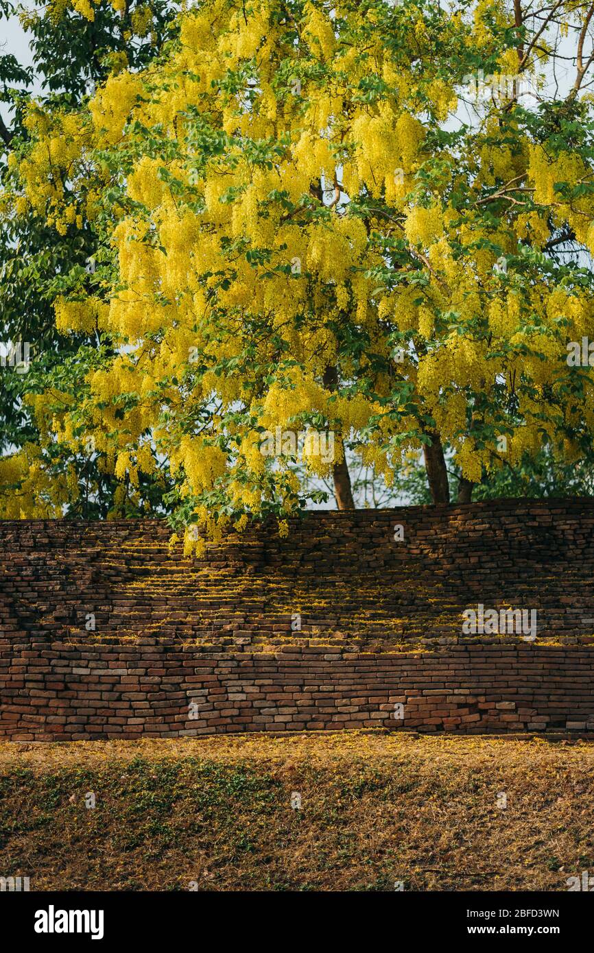 Golden doccia fiore albero fioritura vicino Chiang mai città vecchia parete Foto Stock