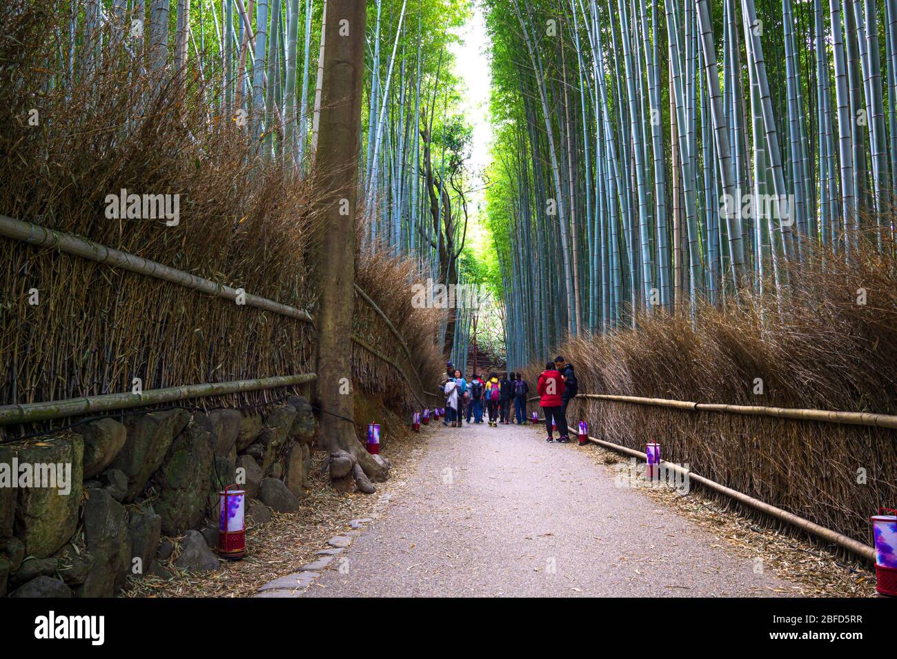 Arashiyama Bamboo Grove è l'attrazione principale, in mezzo a questi stocchi di bambù è come essere in un altro mondo. È la più mozzafiato na Foto Stock