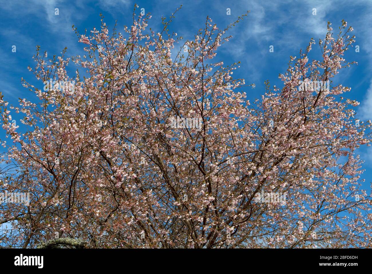 FIORI ROSA CILIEGIA IN PRIMAVERA CON CIELO AZZURRO CHIARO PRUNUS SERRULATA O SAKURA (桜 O 櫻; さくら) Foto Stock