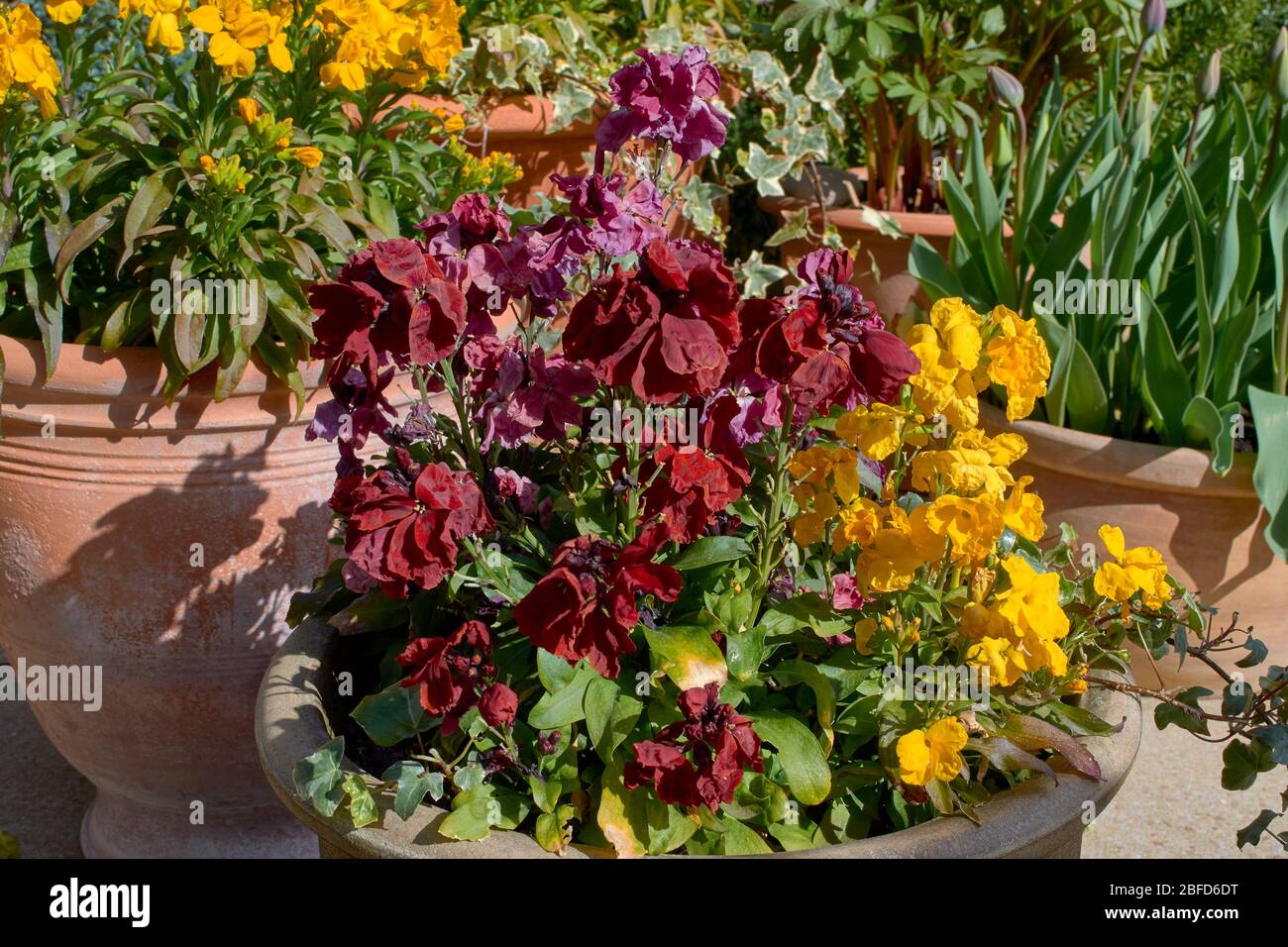 WALLFOWERS ROSSO E GIALLO IN PRIMAVERA ERYSIMUM Foto Stock