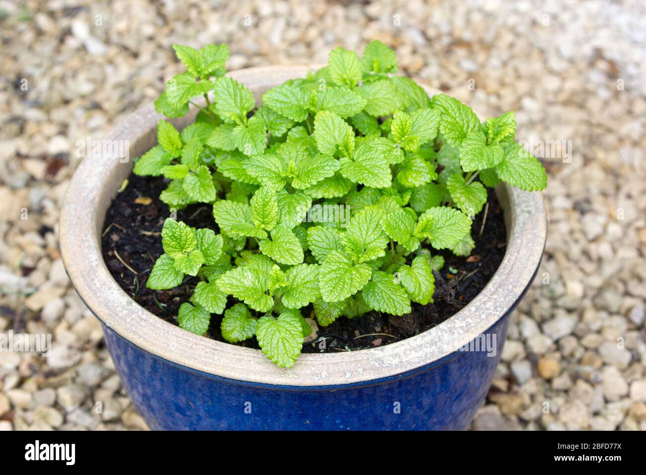 Pianta di limoni in una pentola di ceramica blu Foto Stock