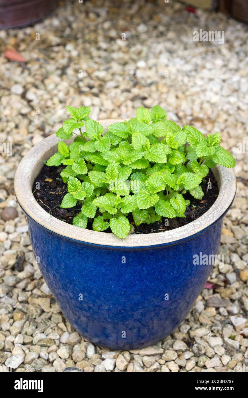 Pianta di limoni in una pentola di ceramica blu Foto Stock