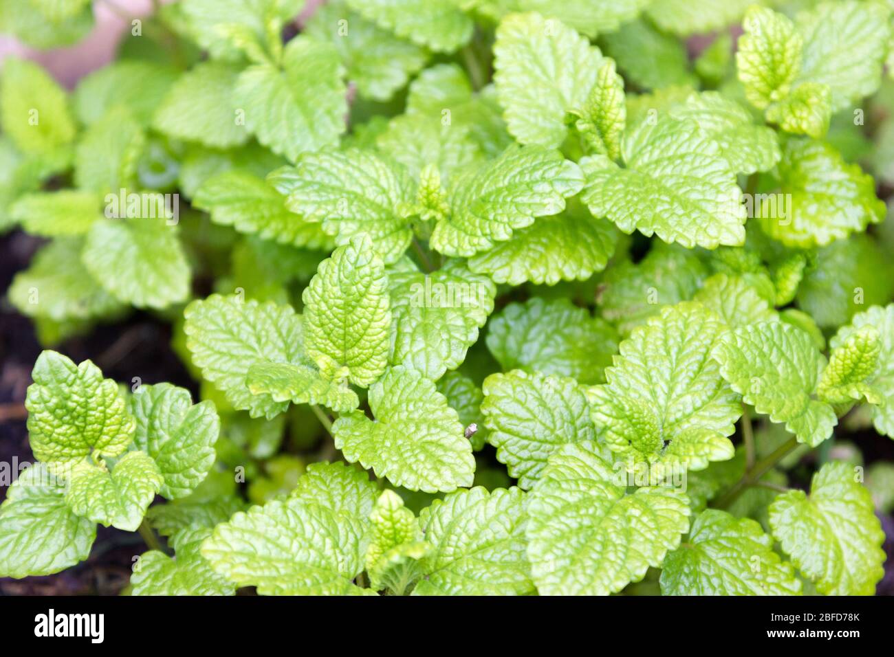 Pianta di limoni Balm. Foto Stock