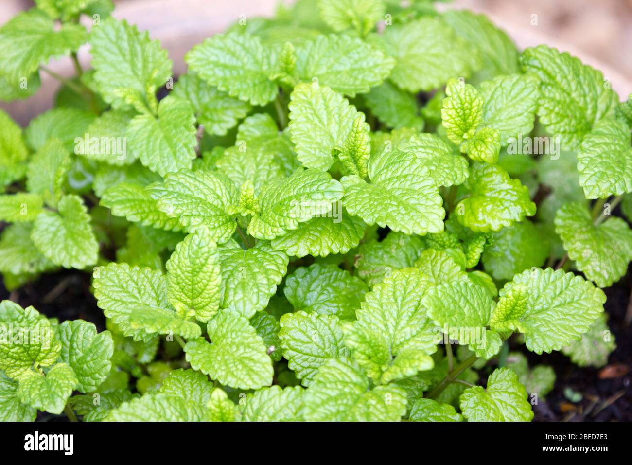 Pianta di limoni Balm. Foto Stock