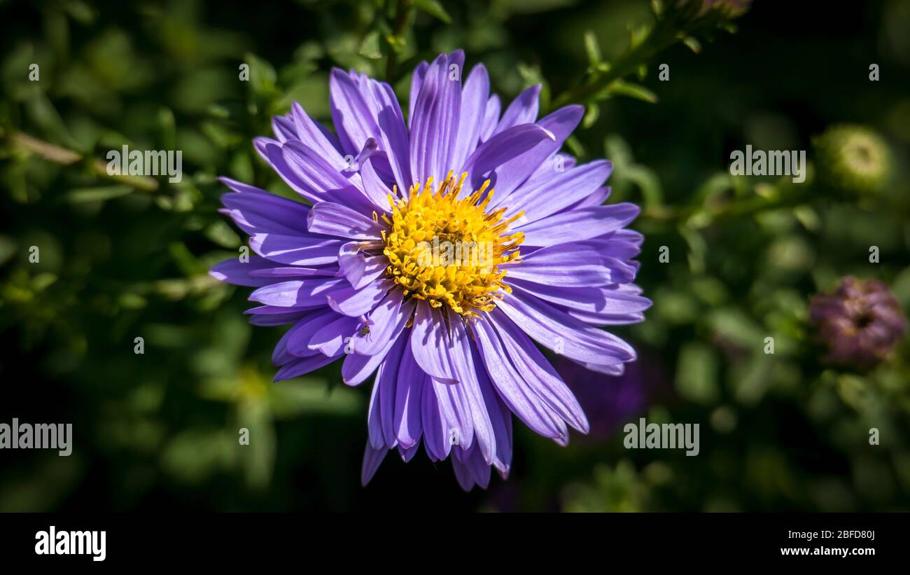 Aster dumosus, Violet cuscino-aster, Autumnaster illuminato dal sole. Foto Stock