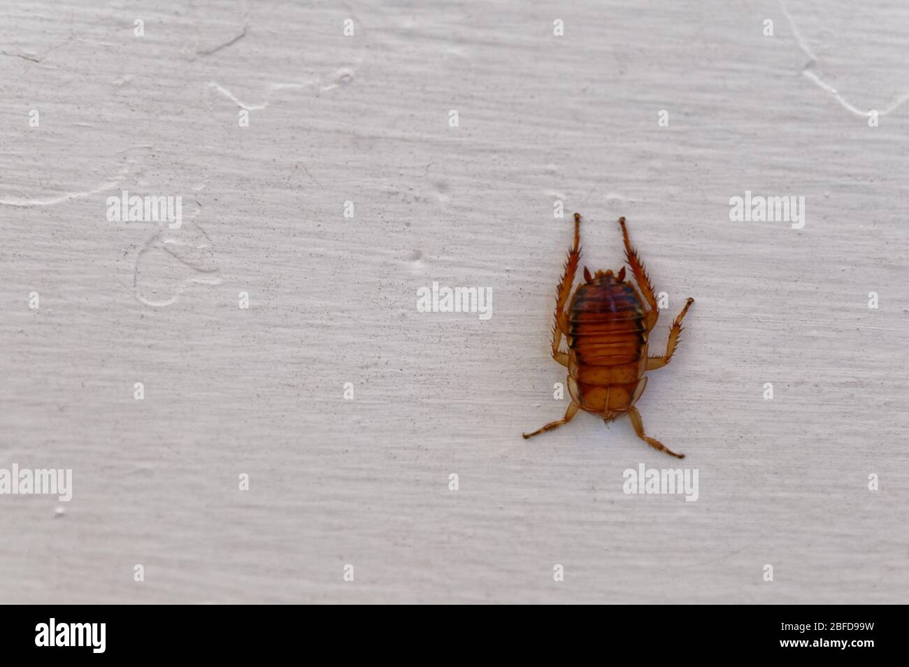 Uno scarafaggio marrone su sfondo di legno bianco Foto Stock