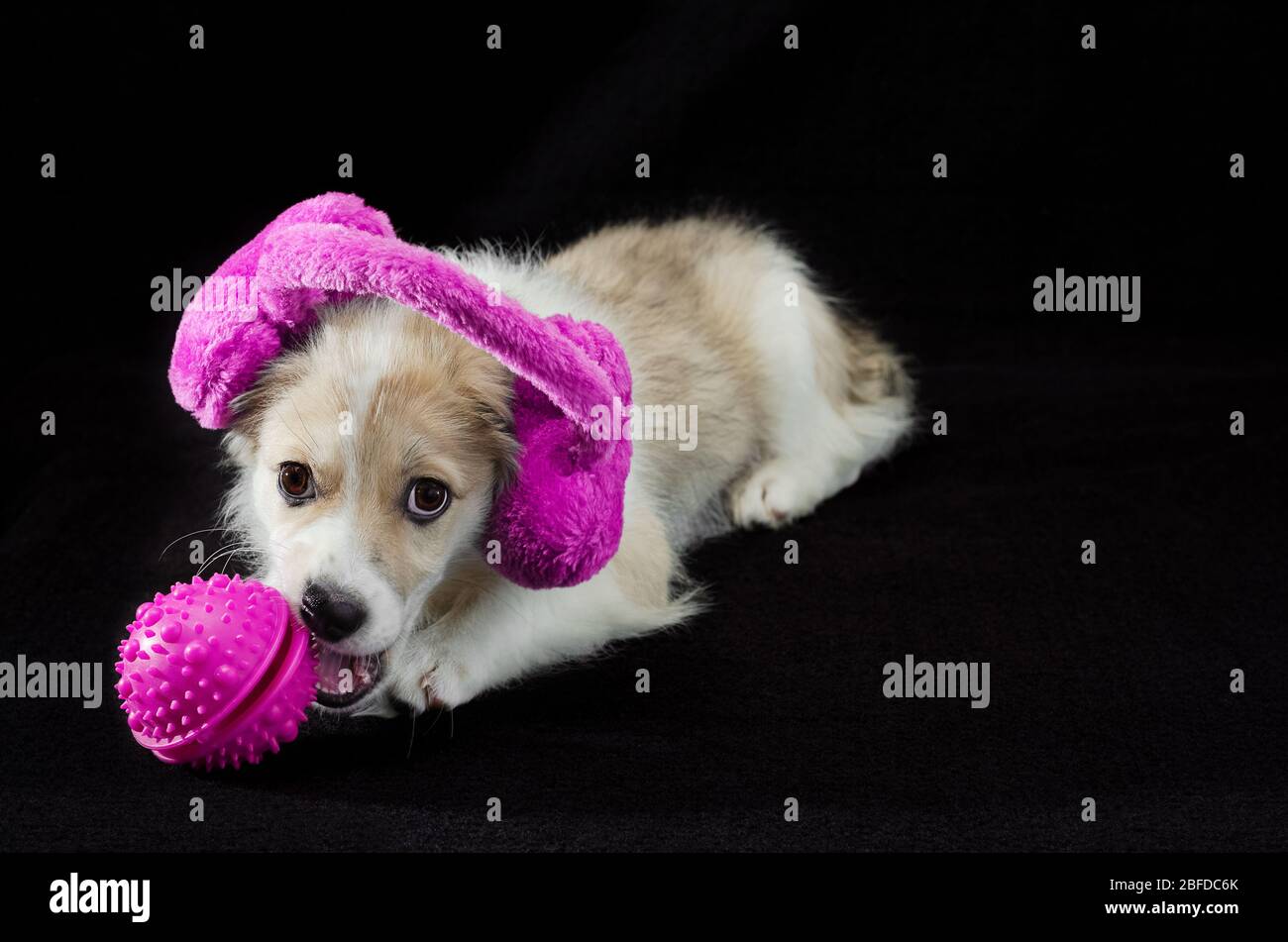 Cucciolo carino che gioca con i giocattoli su uno sfondo nero Foto Stock