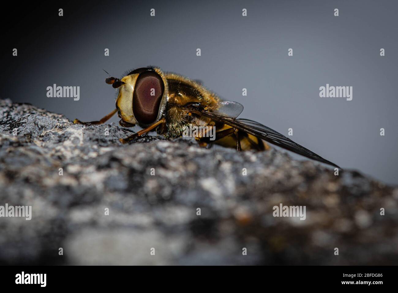 Il passaggio del mouse vola su un muro Foto Stock
