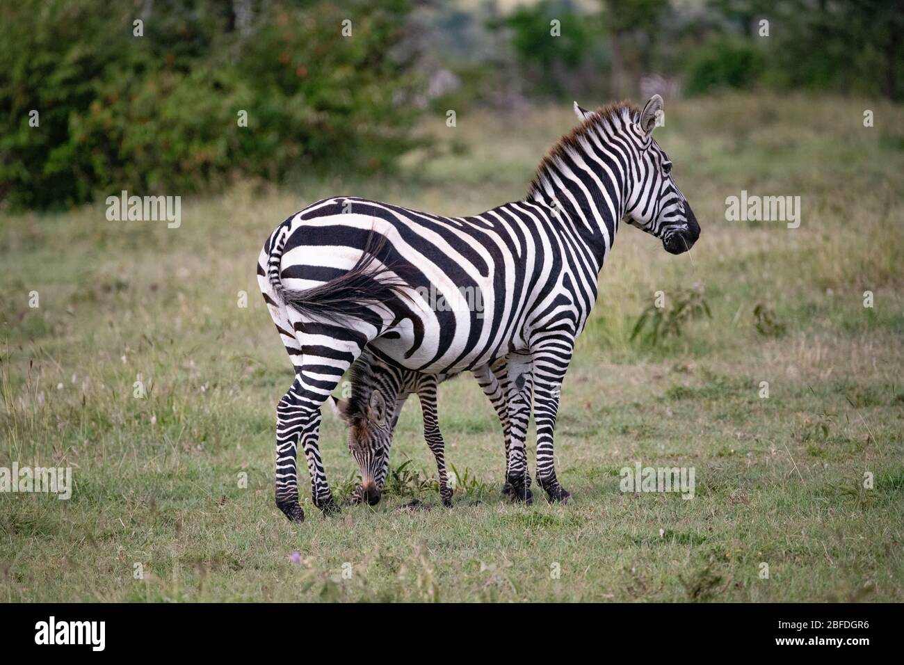 Baby Zebra che si nutre sull'erba tra le gambe delle madri nel Masai Mara, Kenya Foto Stock