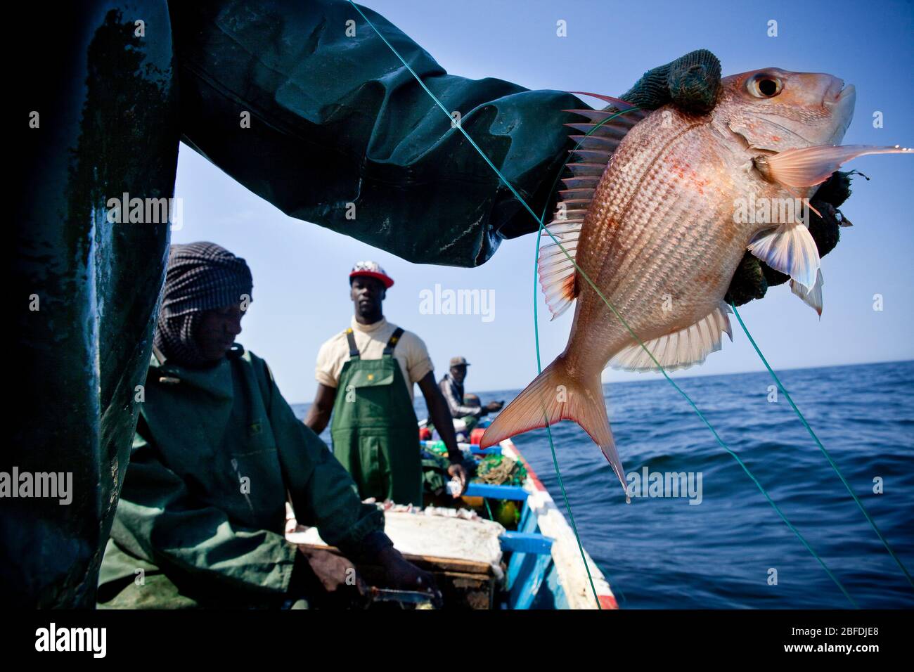 Un Snapper rosso africano si è trasportato da Mohammed Sovv e le lunghe linee bagnate dell'equipaggio vicino alla costa di Nouakchott, Mauritania. Foto Stock