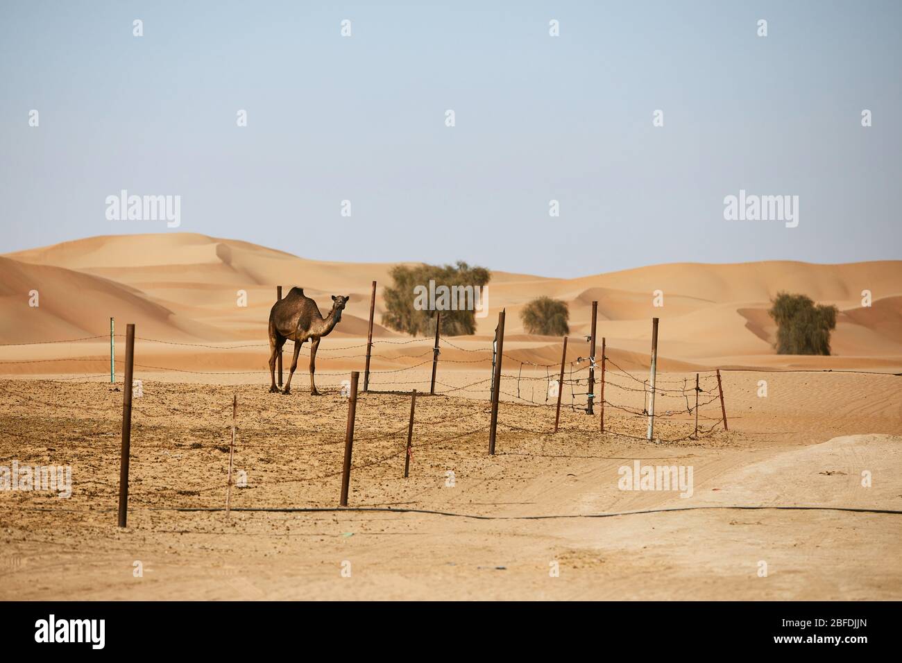 Cammello in fattoria contro dune di sabbia. Paesaggio desertico ad Abu Dhabi, Emirati Arabi Uniti Foto Stock