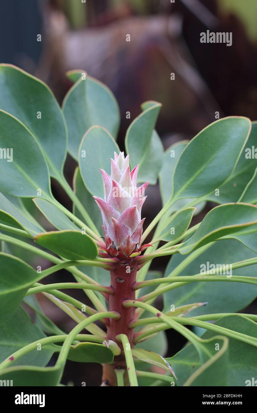 Re protea o noto come Protea cynaroides pianta giovane isolato Foto Stock