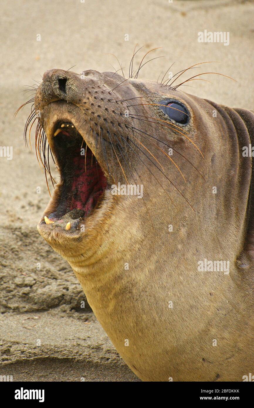 Foca elefante femmina (Mirounga angustirostris) costa californiana Foto Stock