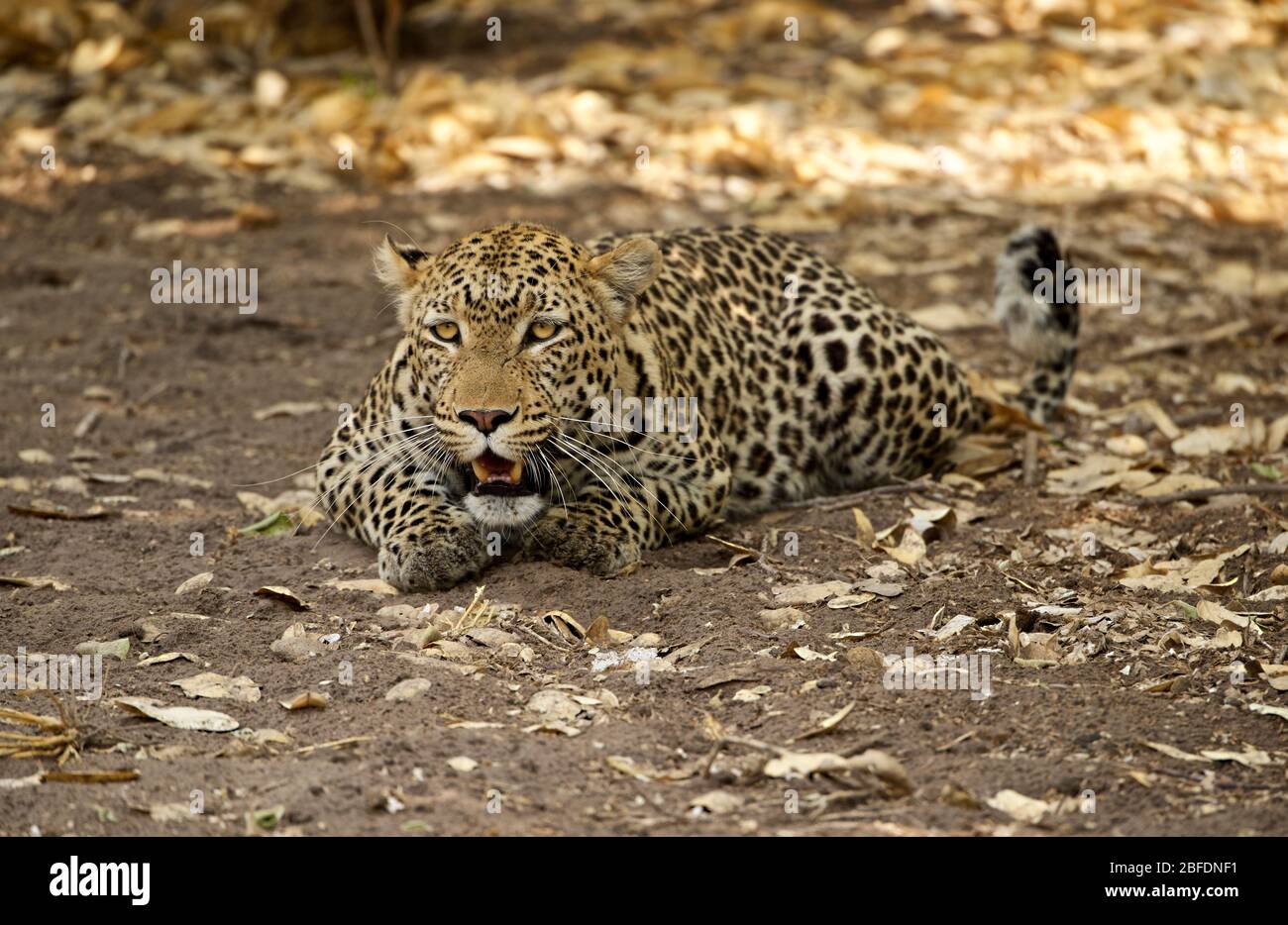 Leopard semi accovacciato a terra per prepararsi a correre Foto Stock