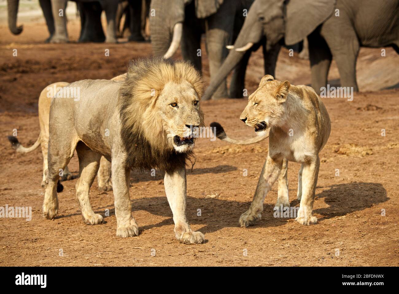 Leone e leonessa maschi di fronte agli elefanti in un pozzo d'acqua quasi vuoto a Savuti, in Botswana, in attesa di arrivare. bevete in pochissima acqua Foto Stock