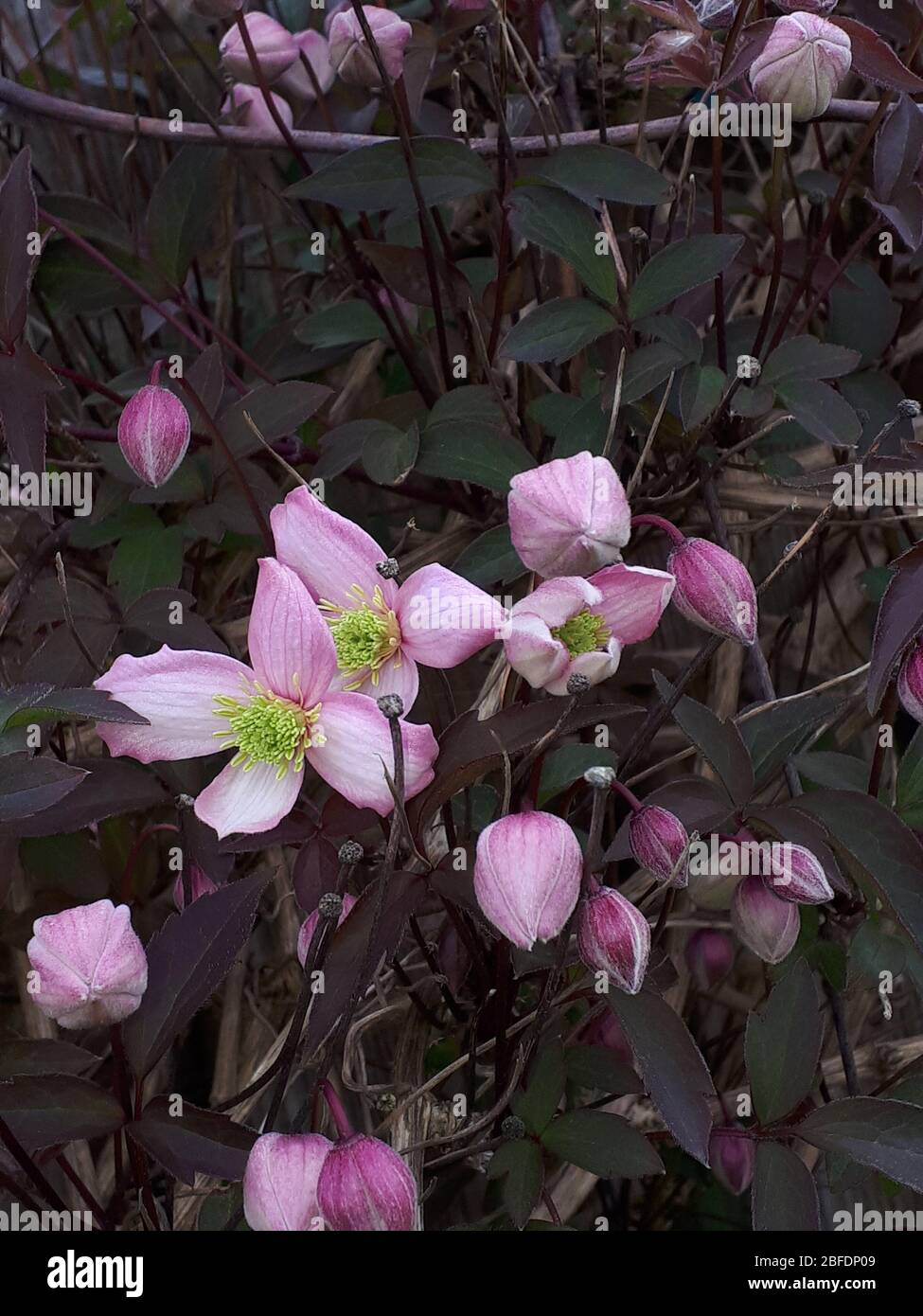 Bella rosa quattro petalled Clematis Montana della varietà Rubens Foto Stock