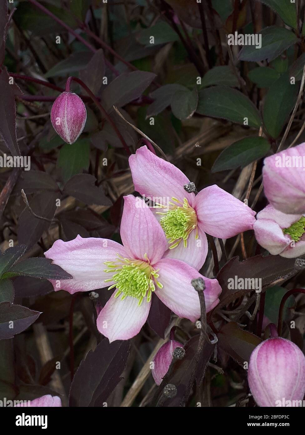 Bella rosa quattro petalled Clematis Montana della varietà Rubens Foto Stock