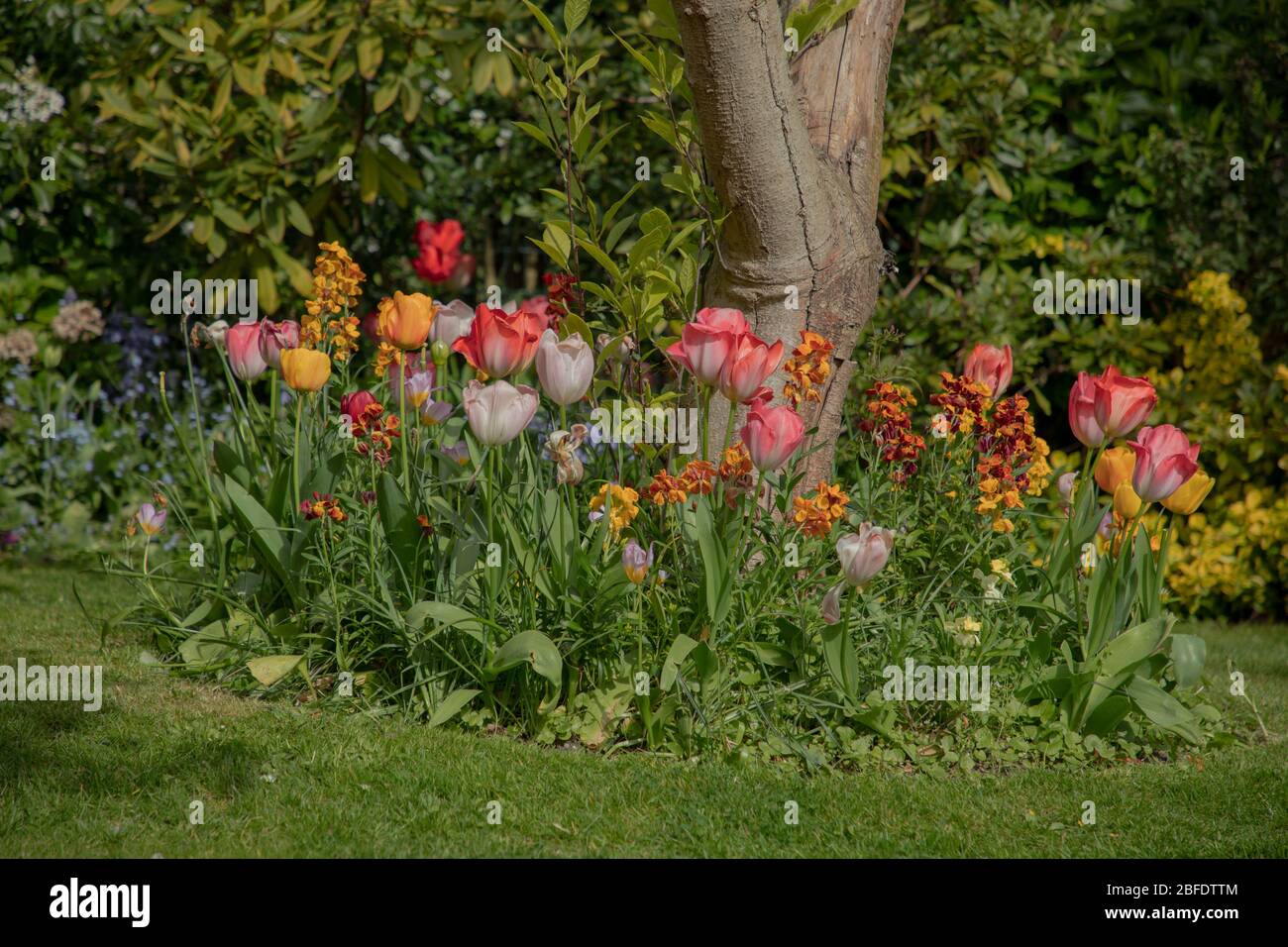 Tulipani diversi colori visti in un giardino nel mese di aprile. Foto Stock