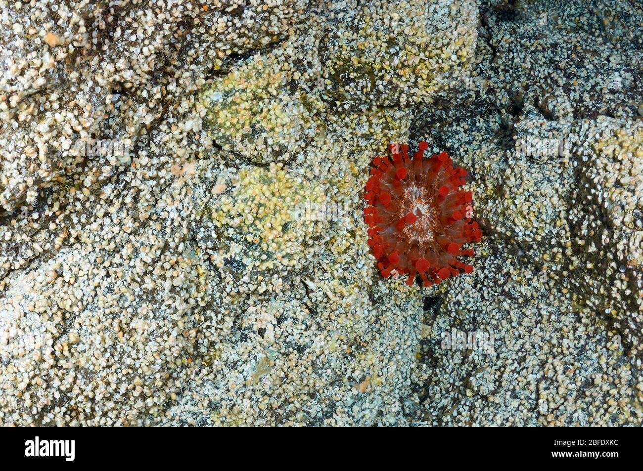 Anemone a punta di club (Telmatacis cricoides) in una grotta sottomarina nell'oceano Atlantico (Tijarafe, la Palma, Isole Canarie, Atlantico, Spagna) Foto Stock