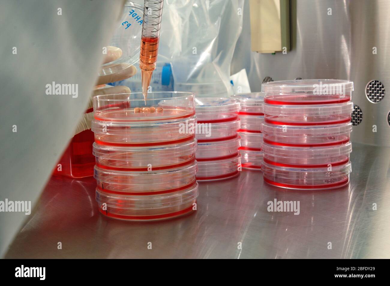 Tecnico di un laboratorio privo di germi che utilizza una pipetta elettronica per trasferire le cellule fibroblasti in piastre Petri prima di collocarli in un incub Foto Stock