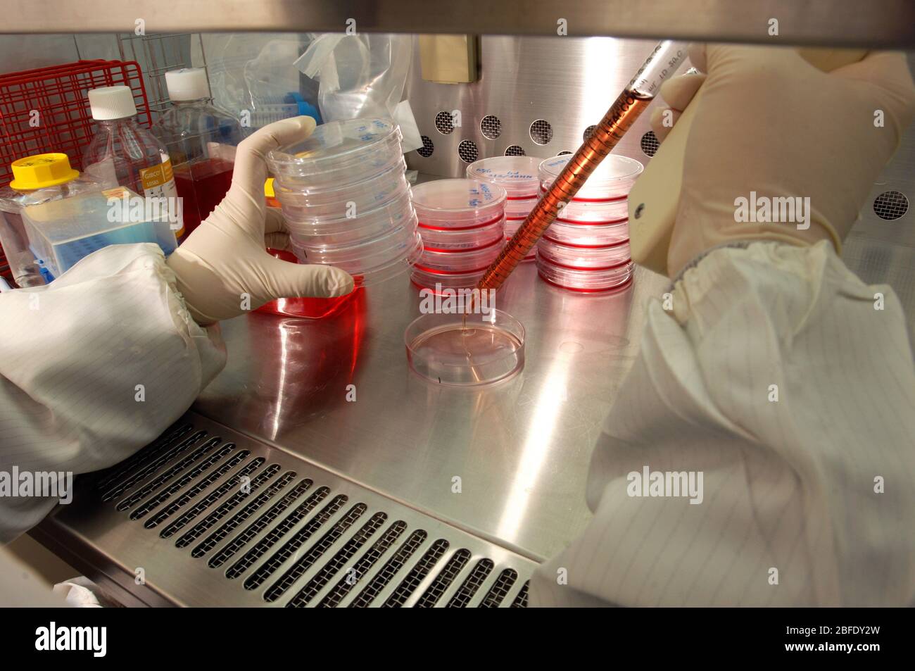 Tecnico di un laboratorio privo di germi che utilizza una pipetta elettronica per trasferire le cellule fibroblasti in piastre Petri prima di collocarli in un incub Foto Stock