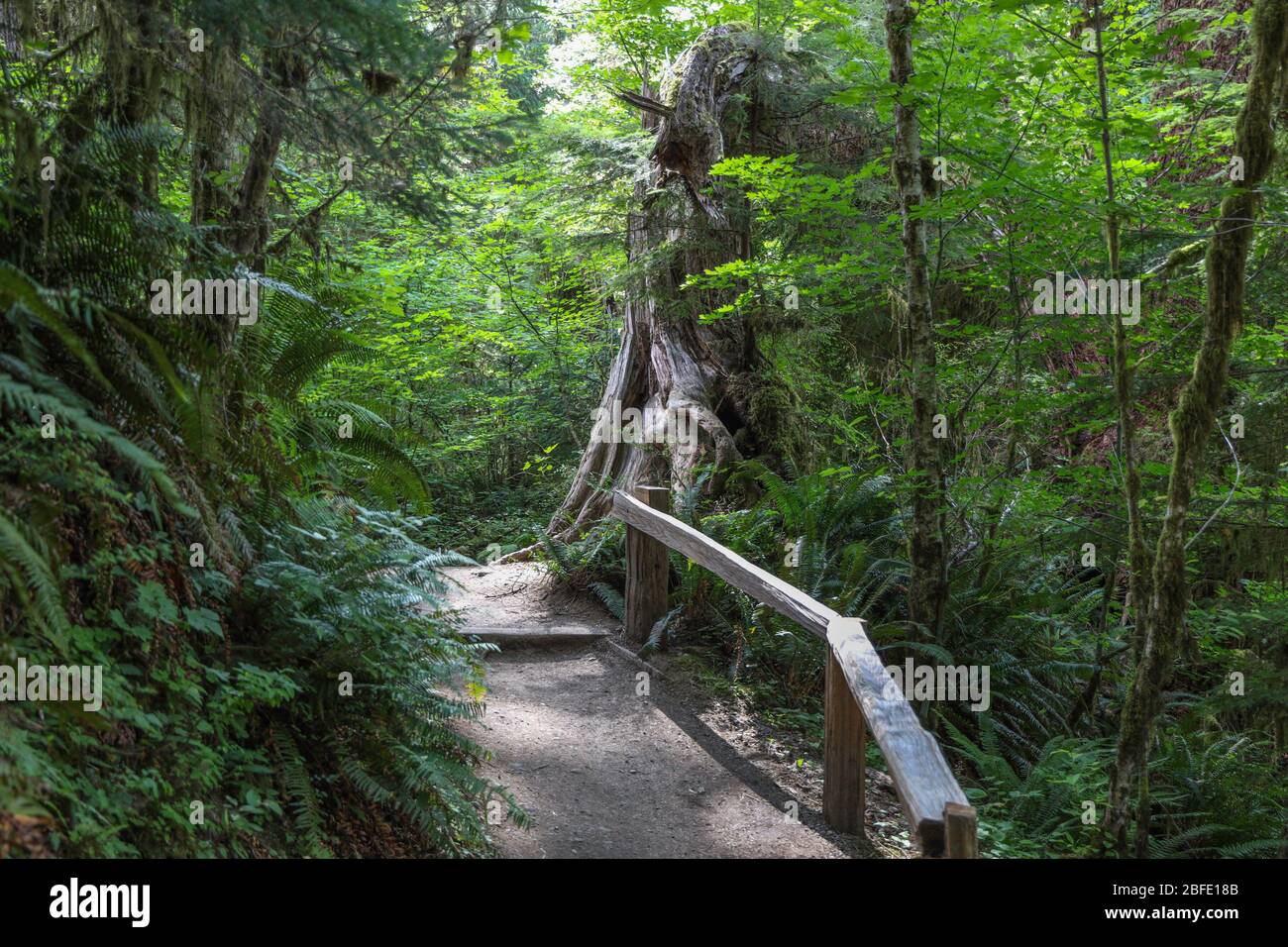 Il sentiero della Hall of Mosses nella foresta pluviale di Hoh del Parco Nazionale Olimpico è fiancheggiato da alberi antichi, soprattutto aceri bigleaf e sfuchi Sitka drappeggiati in mo Foto Stock