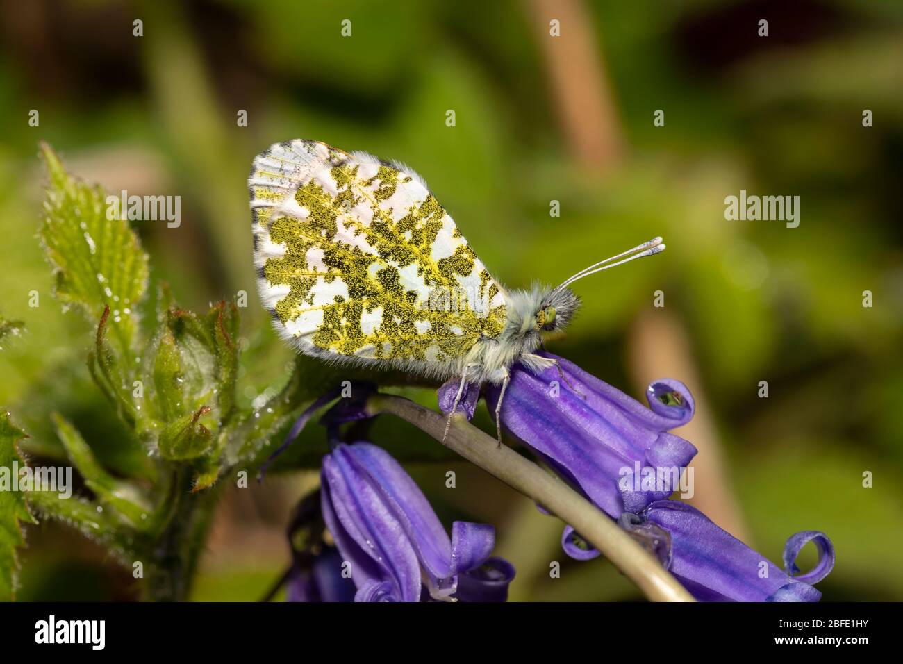 Farfalla punta arancione maschio a riposo su Bluebells Foto Stock