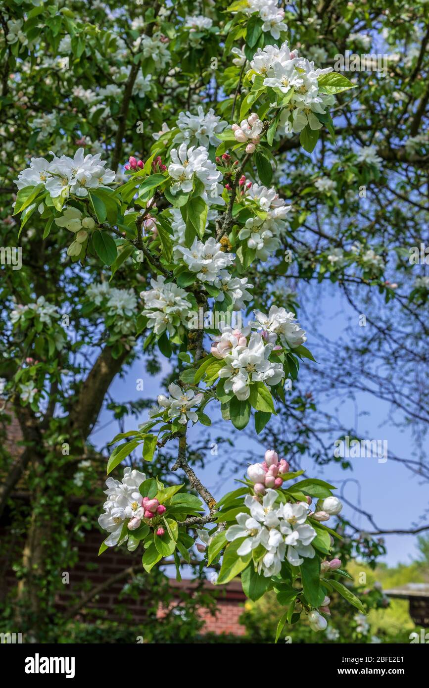 Fiore di granchio di mele. Foto Stock