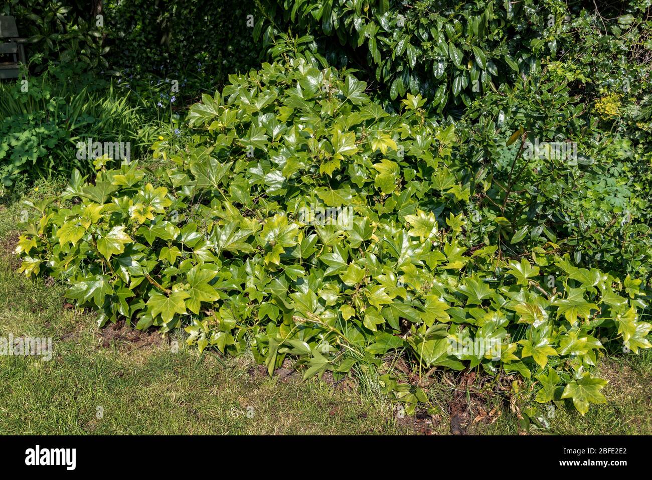 Arbusto di Fatsia o pianta di petrolio di ricino falso Foto Stock