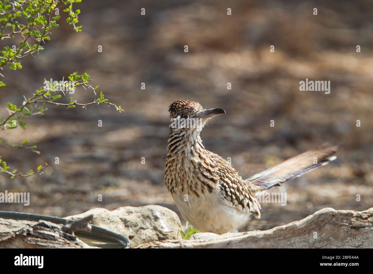 Greater Roadrunner, Geococcyx californianus, in scrub, Falcon state Park, Texas, USA Foto Stock