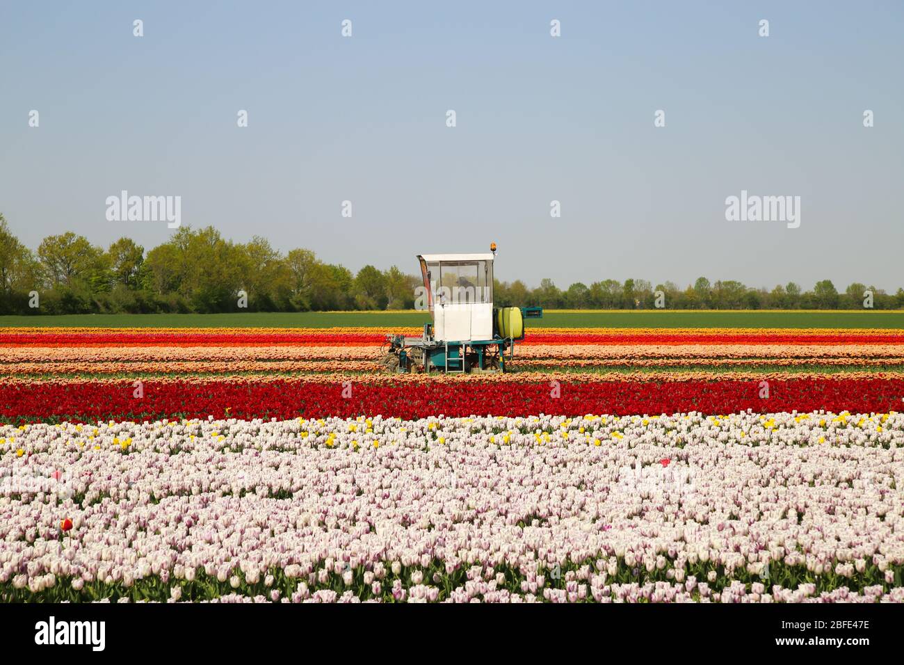Grevenbroich, Germania - aprile 17. 2020: Vista sul campo di trattori e tulipani durante la vendemmia tardiva di tulipani freschi durante la crisi del 19 Foto Stock