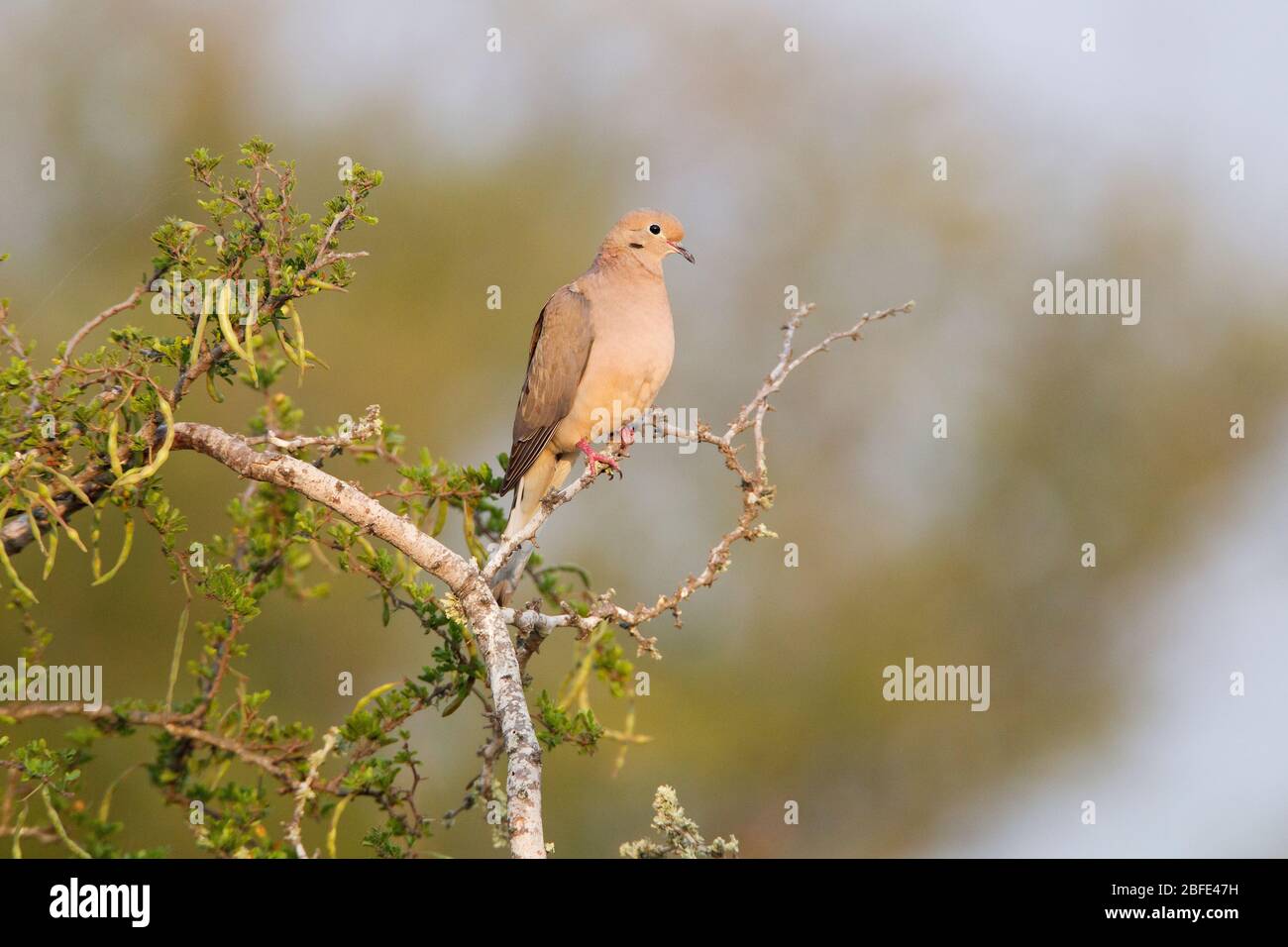 Lutto dove, Zenaida macroura, in scrub, Texas, USA Foto Stock