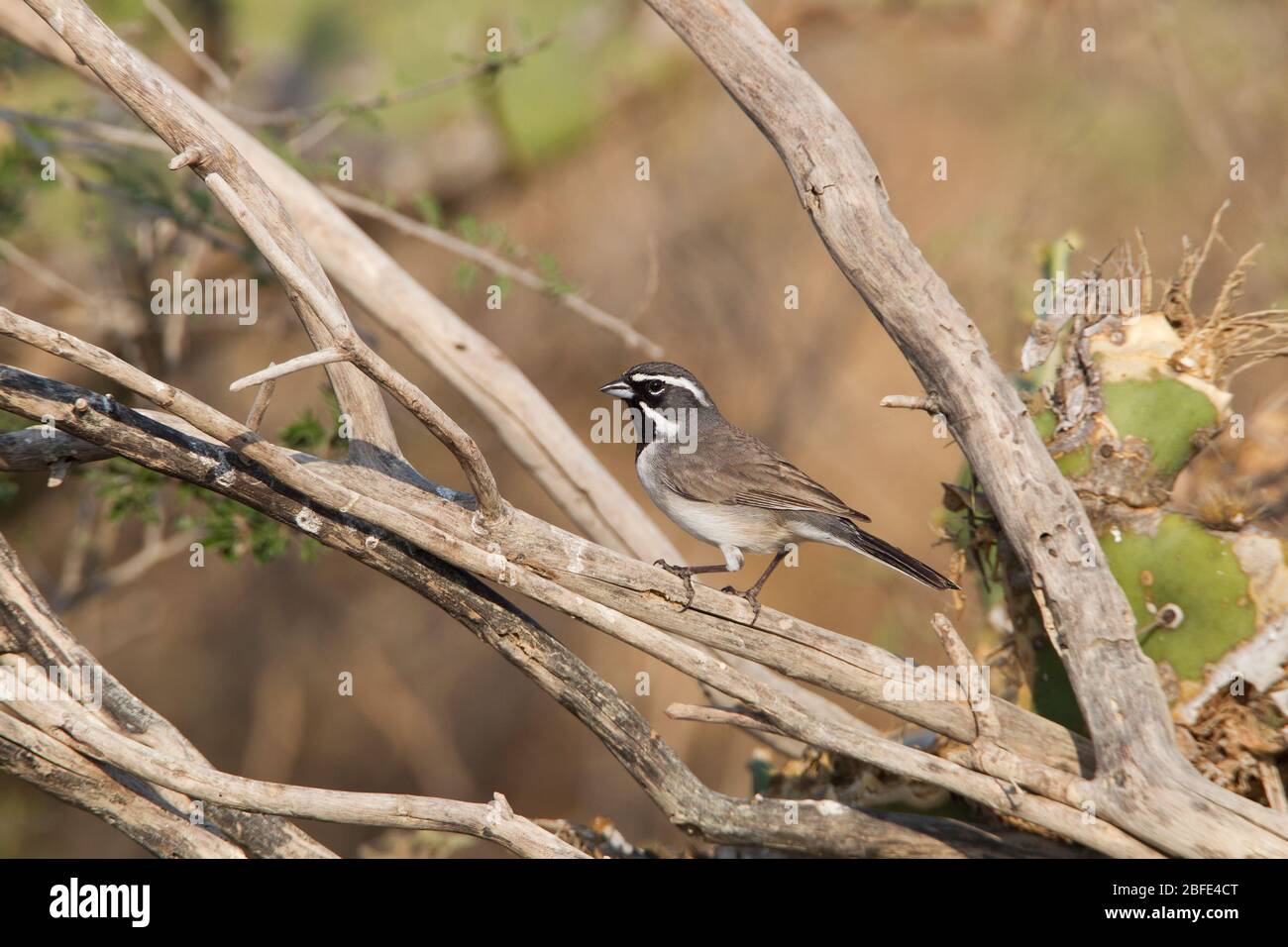 Passero dalla gola nera, Amphispia bilineata, al Falcon state Park, Texas, USA Foto Stock