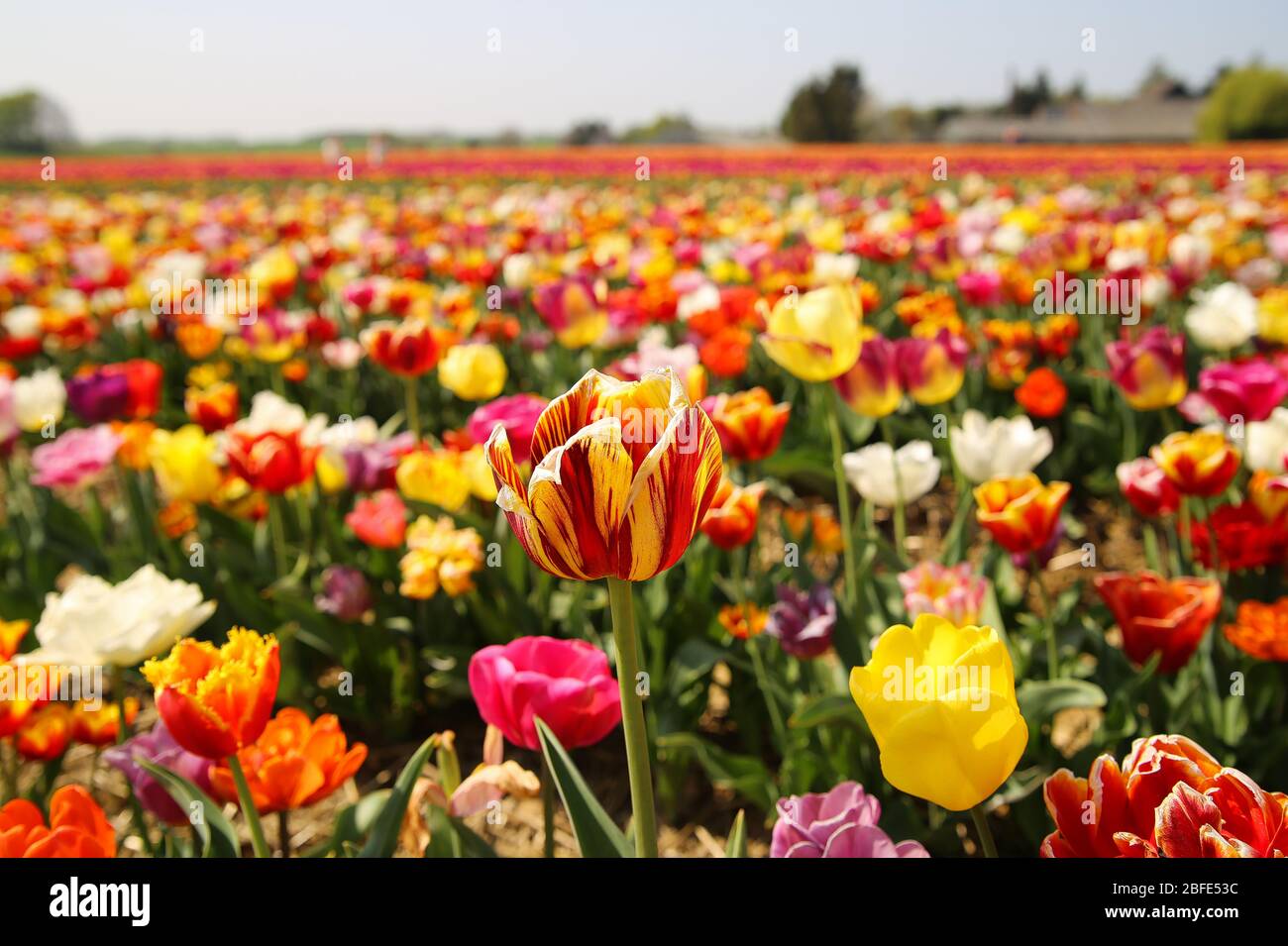 Vista sul campo di coltivazione tedesca con innumerevoli tulipani (attenzione al bulbo rosso e giallo al centro) - Grevenbroich, Germania Foto Stock