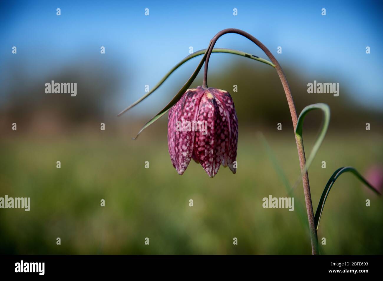 Fiore di scacchi in un campo Foto Stock