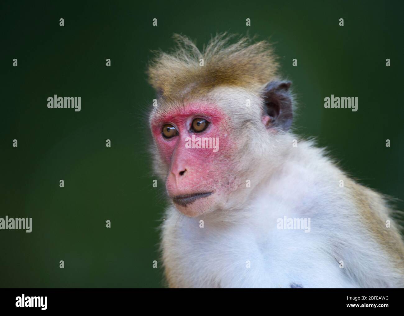 Toque Macaque Foto Stock