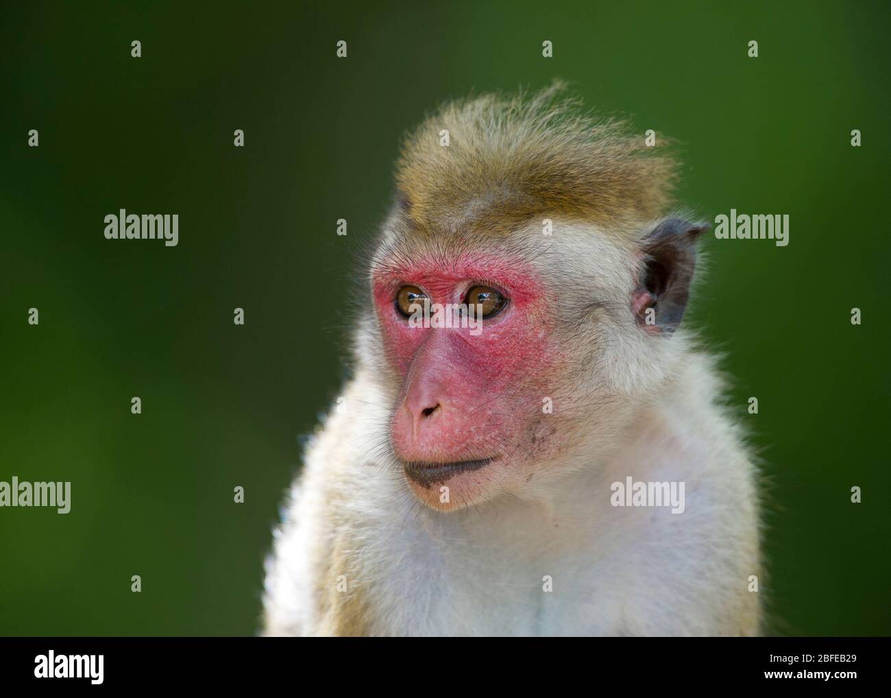 Toque Macaque Foto Stock