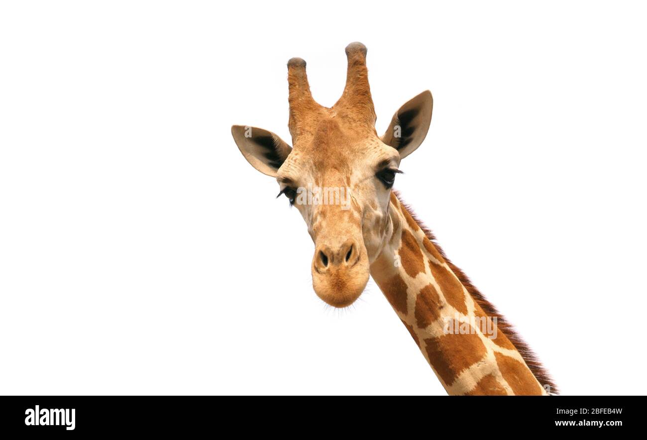 La giraffa isolati su sfondo bianco Foto Stock