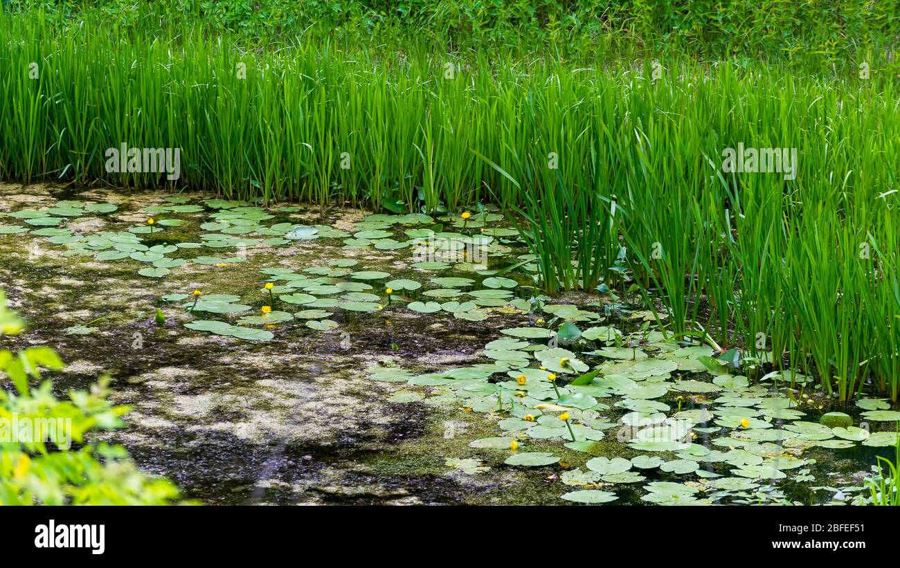 Palude con caraffe con erba verde alta. Il fiume in Russia Foto Stock
